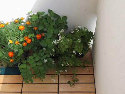 DSCF1248.JPG (543.89 КБ) 2650 просмотров Справа от бархатцев