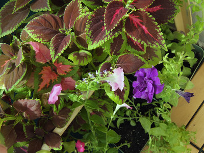 DSCF1250.JPG (708.96 КБ) 2650 просмотров Синяя махровая петуния цветёт по одному-два цветка всего