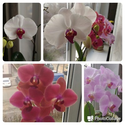 орхидеи.jpg