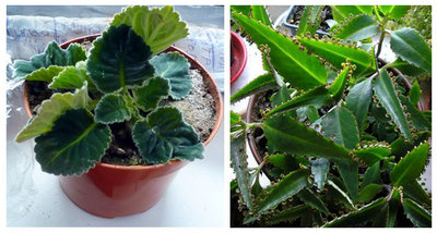 Каланхое лечебное.jpg