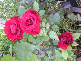 bis 28.10.07 009.jpg