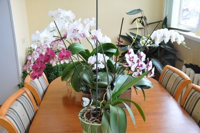 мой маленький Сингапур.jpg