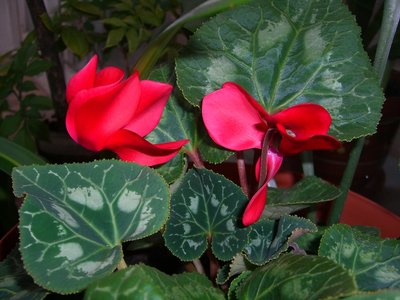 CIMG1933 - копия.JPG