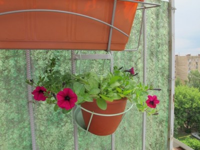 петунья Парпл классик.JPG