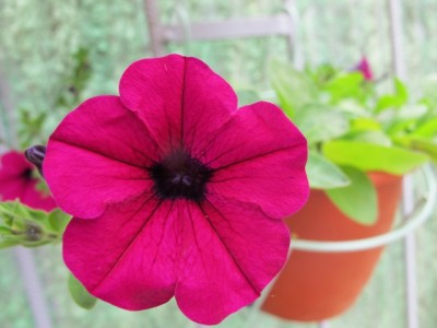 Парпл классик.JPG