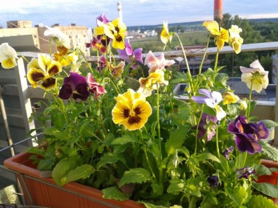 для фото сессии вынесла на открытый балкон