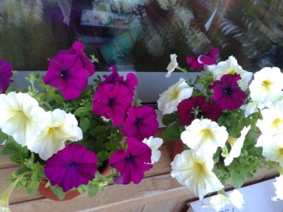 это Боярыня сначала преобладали белые цветки, а теперь пурпурные