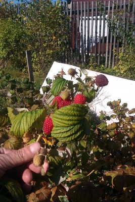 малина рем-min.jpg