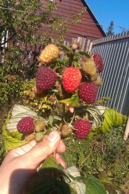 малина рем2-min.jpg