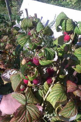 малина рем1-min.jpg