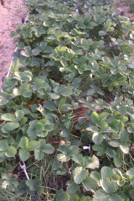 заросли клубн.-min.jpg