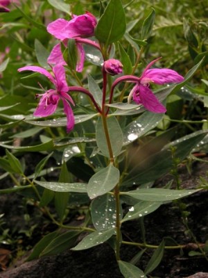 нашла в интернете