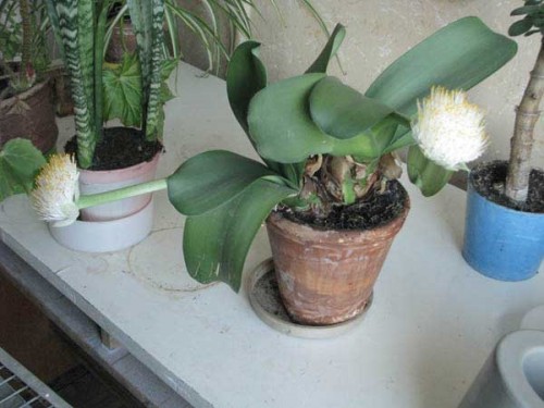 Haemanthus albiflos Jacq..jpg