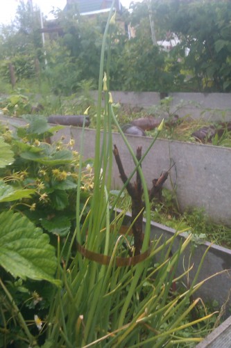 стрелки лука.jpg