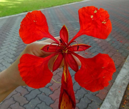 цветок делоникса.jpg