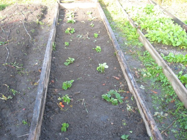 огород  октябрь 2018 (1).jpg