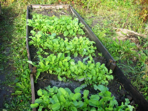 огород  октябрь 2018 (2).jpg