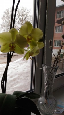 орхидея.jpeg