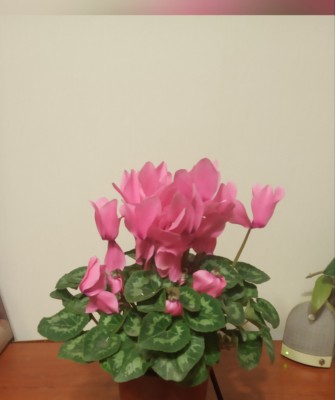 Вчера не получилось отпрааить