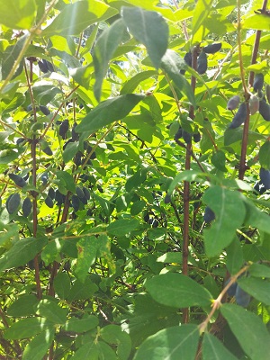 из черенков.jpg