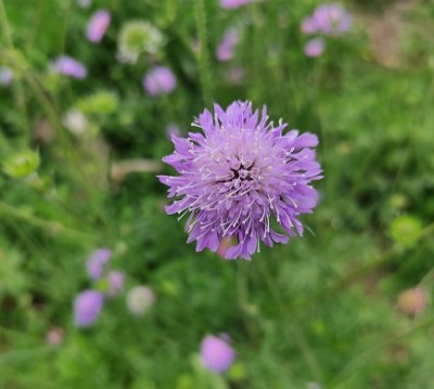 knautia_arvensis_big.jpg