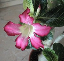 красненький