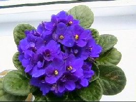 А вот их мама. И такими они должны быть.