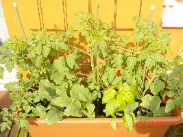 Это наш огород, с помидорами, паприкой и кольраби.