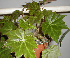 begonia1.jpg