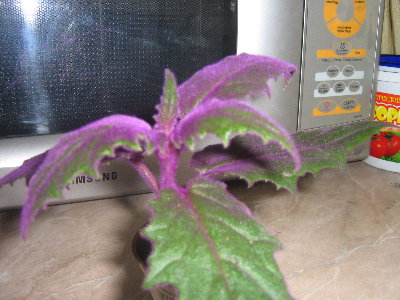 Это молодое растение. Вообще она растет ампелью и действительно ярко-фиолетового цвета.