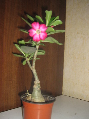 Адениум толстый. размер цветка 7 см