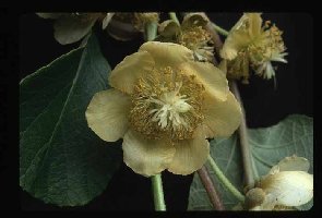 Цветок киви крупным планом