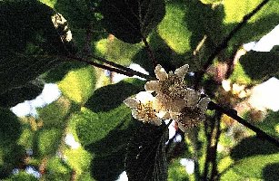 Бело-кремовые цветы киви контрастно выделяются на фоне темной зелени