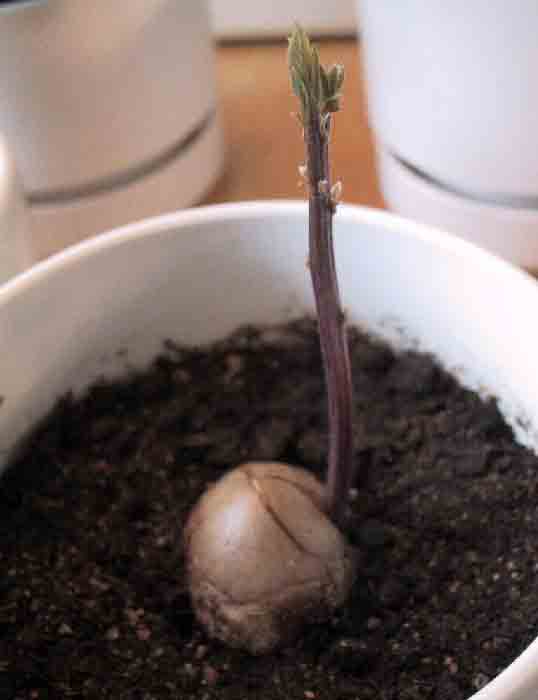 Долгожданный момент – упругий росток авокадо пробился наружу, расколов плотное ядро