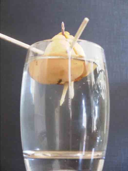 avo8b1.jpg