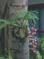 а эта посажена в кокос, который проволокой прикреплен к пальме!!