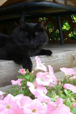 мои петуньи и кот