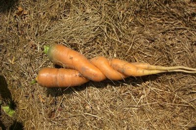 моя любовь-морковь