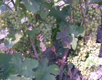 Копия Фото030.jpg