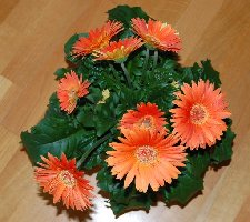 Gerbera.JPG