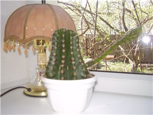 это только стелка